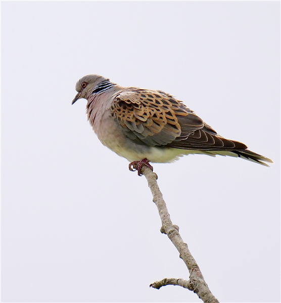 Turtle Dove