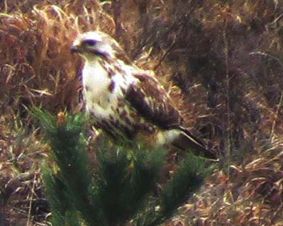 Rough-legged Buzzard