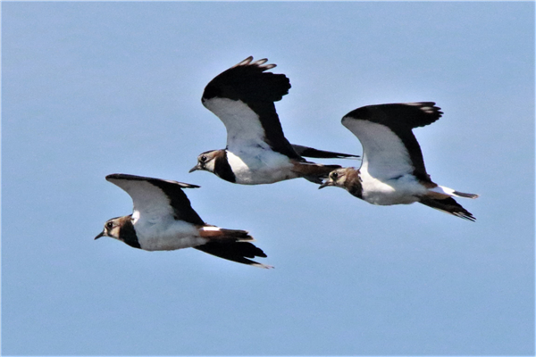 Lapwing