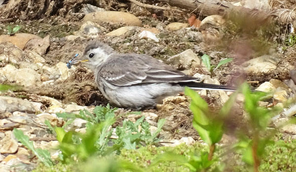 Pied Wagtail