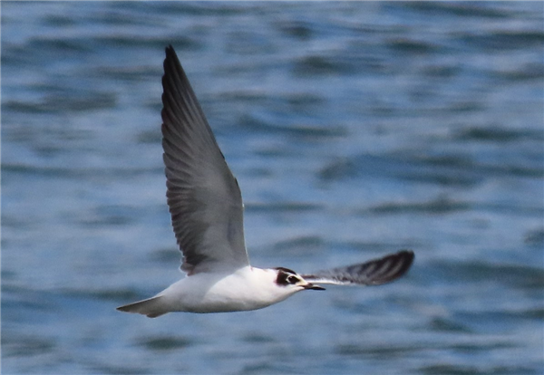 White-winged Black Tern