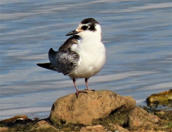 White-winged Black Tern