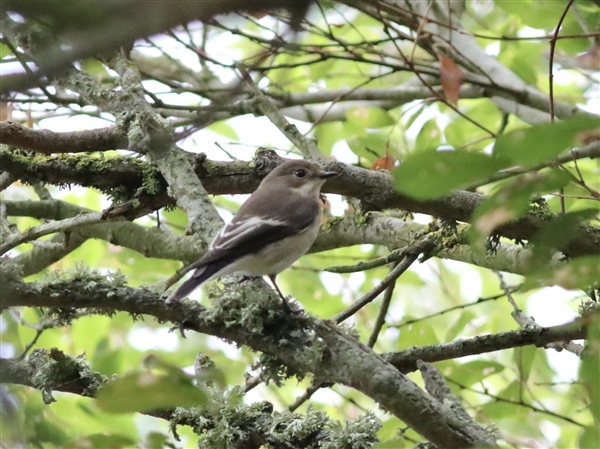 Pied Flycatcher