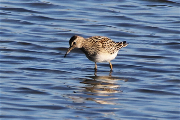 Pectoral Sandpiper