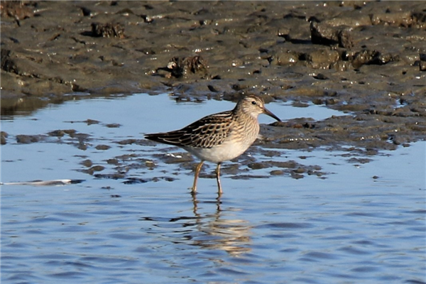 Pectoral Sandpiper