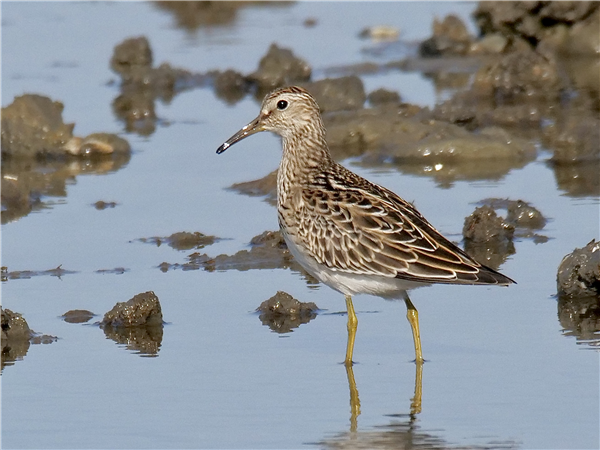 Pectoral Sandpiper