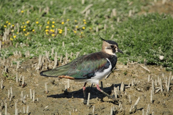 Lapwing