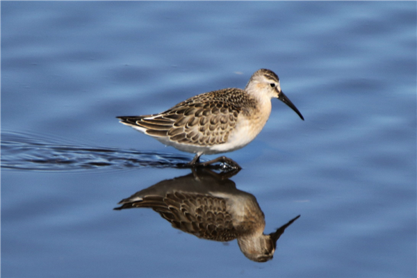 Curlew Sandpiper