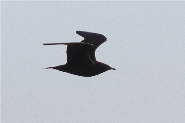 Arctic Skua