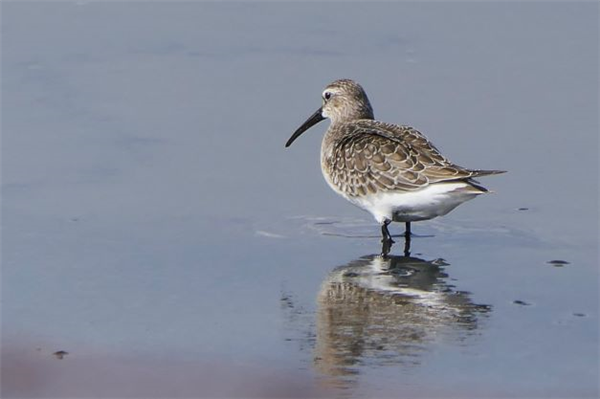 Curlew Sandpiper