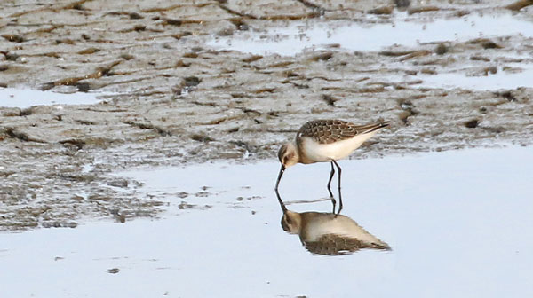 Curlew Sandpiper