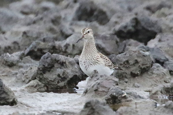 Pectoral Sandpiper