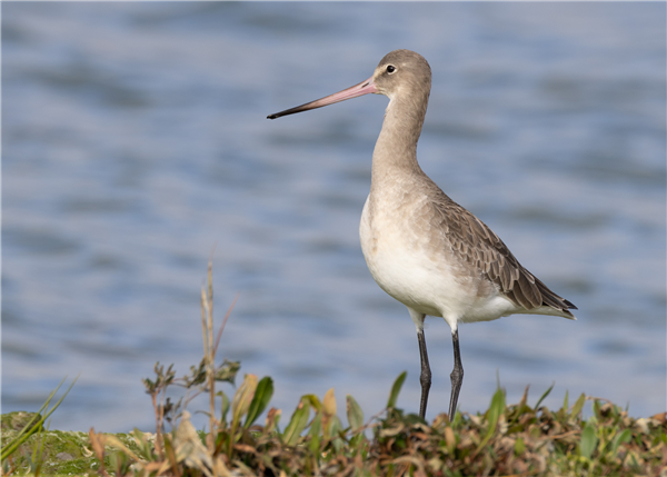 Black-tailed Godwit