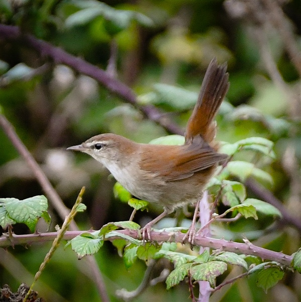 Cetti's Warbler