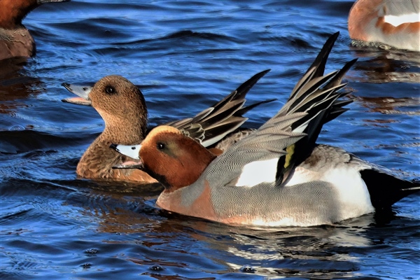 Wigeon