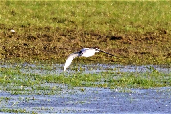 Little Gull