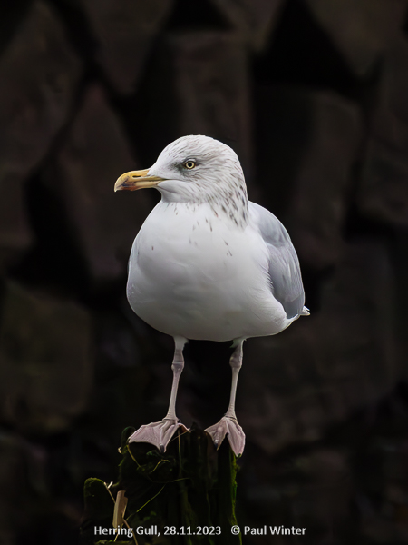 Herring Gull