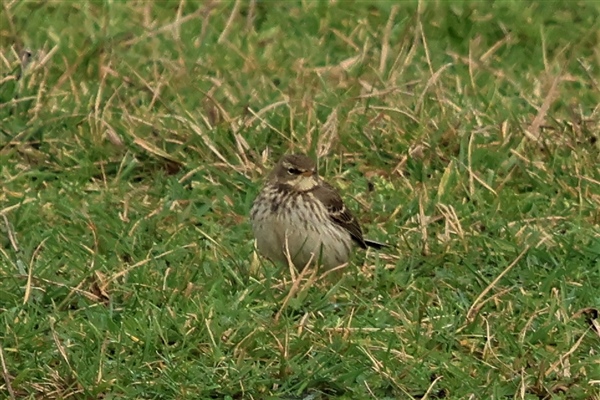 Water Pipit