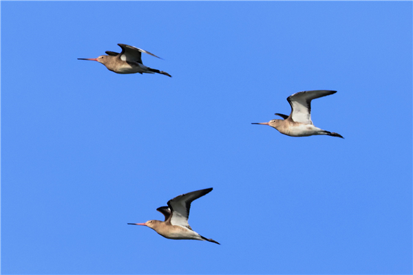 Black-tailed Godwit