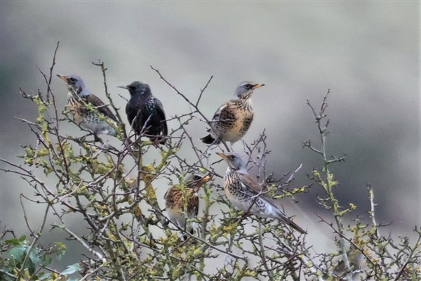 Fieldfare