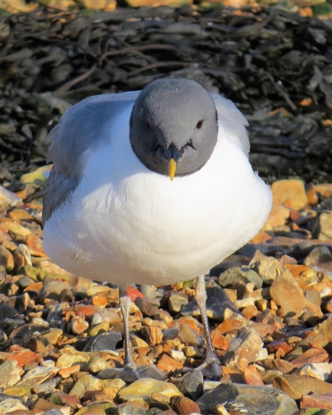 Sabine's Gull