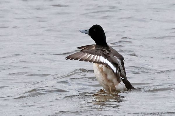 Scaup