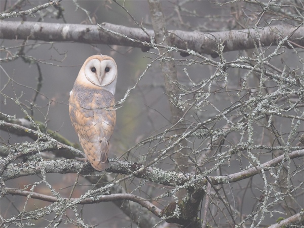 Barn Owl