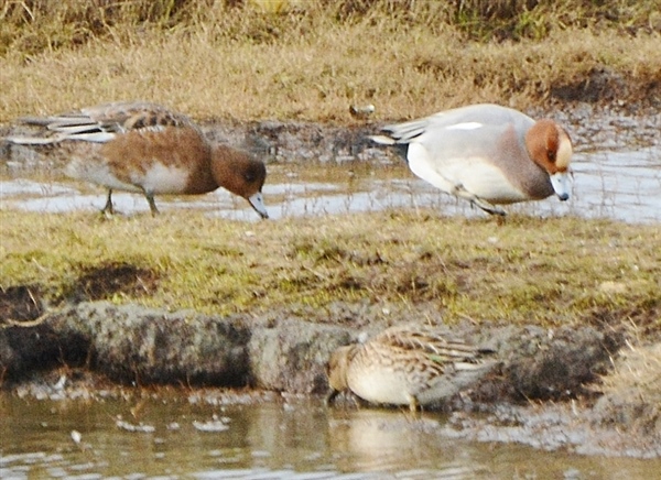 Wigeon