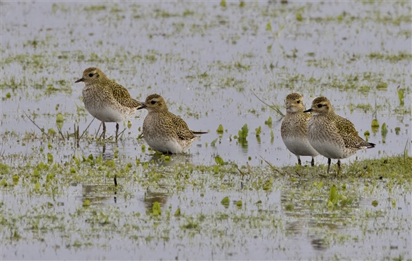 Golden Plover