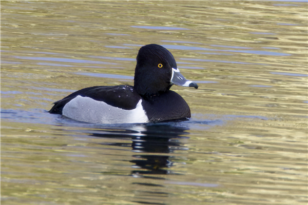 Ring-necked Duck