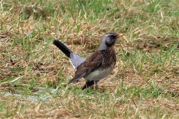 Fieldfare