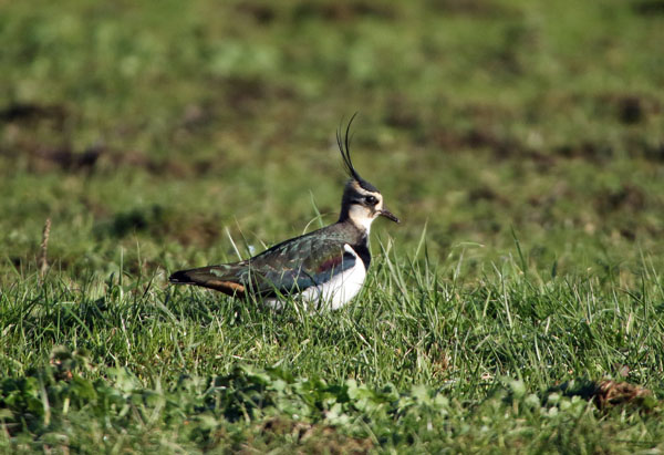 Lapwing