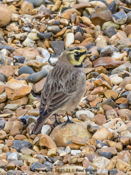 Shore Lark