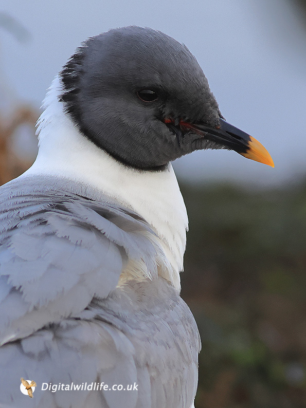 Sabine's Gull