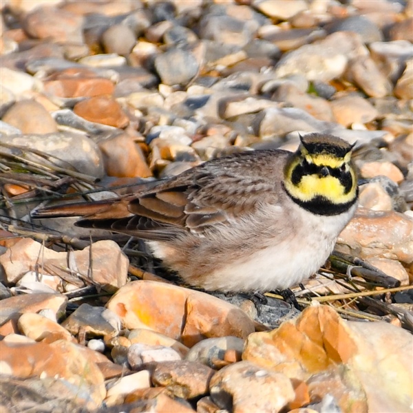 Shore Lark