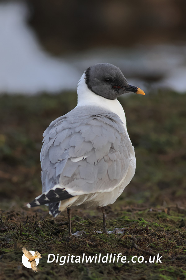 Sabine's Gull