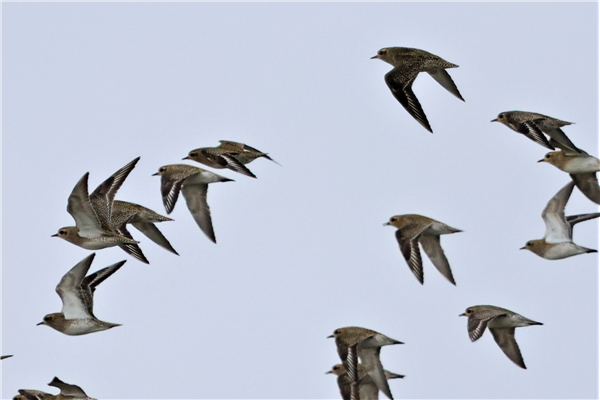 Golden Plover