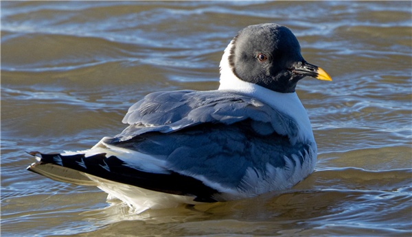 Sabine's Gull