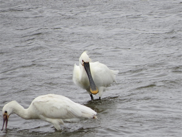 Spoonbill