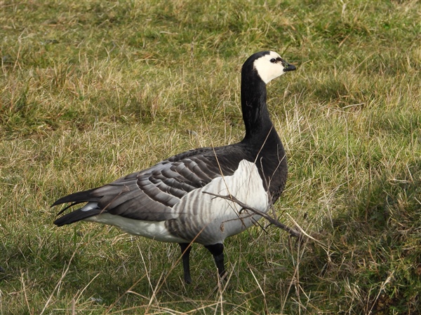 Barnacle Goose