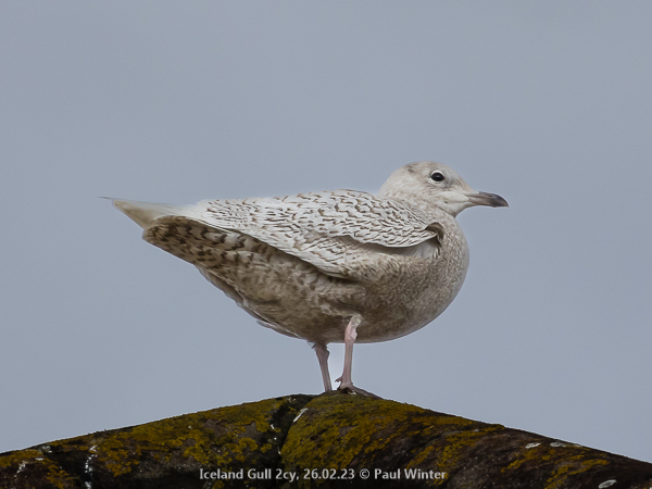 Iceland Gull