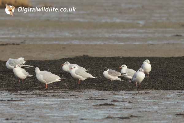 Sabine's Gull