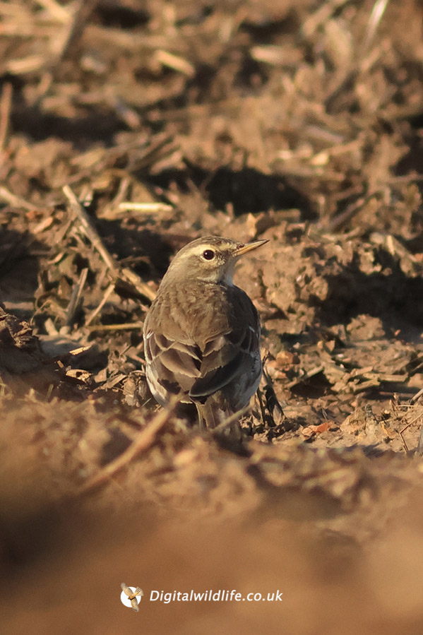 Water Pipit