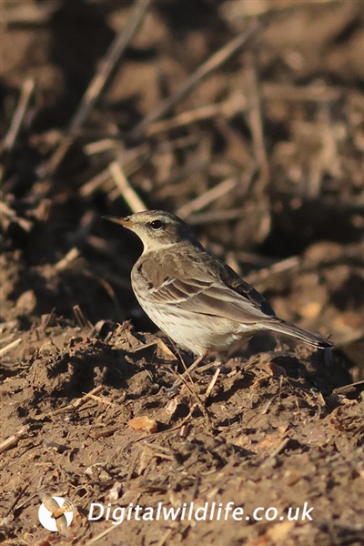 Water Pipit