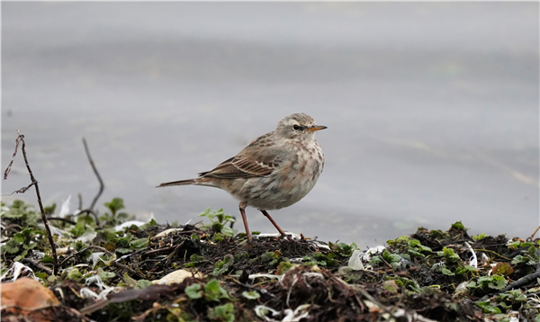 Water Pipit