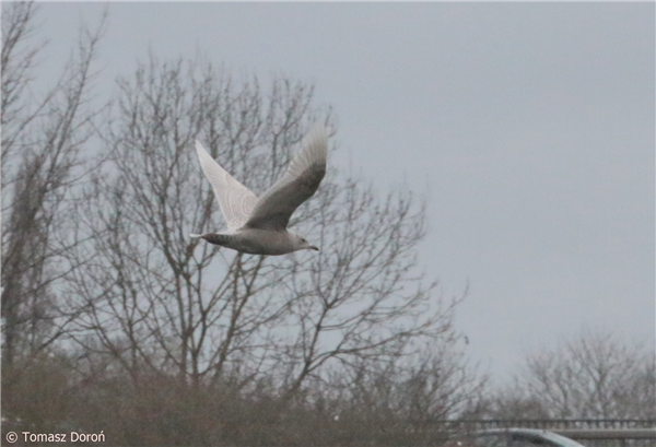 Iceland Gull