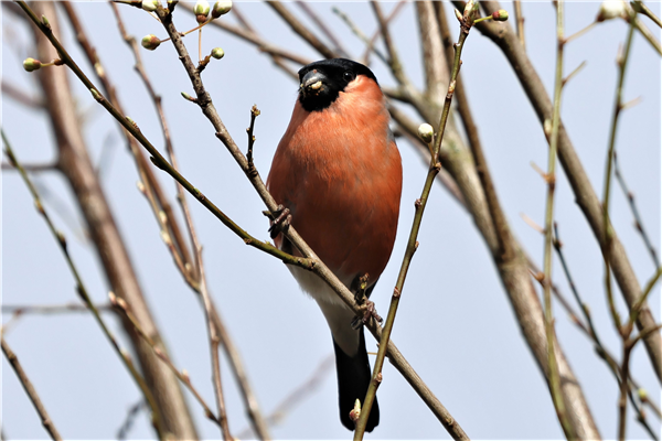 Bullfinch