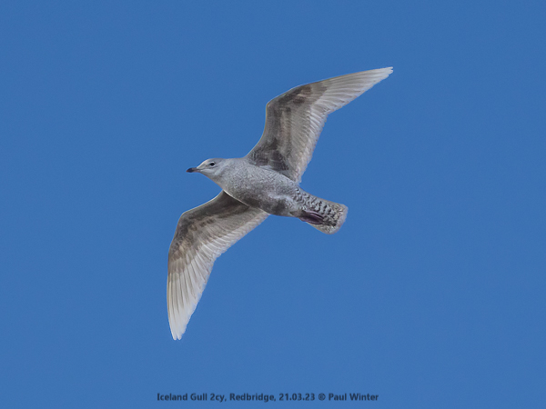 Iceland Gull