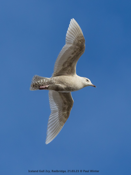 Iceland Gull