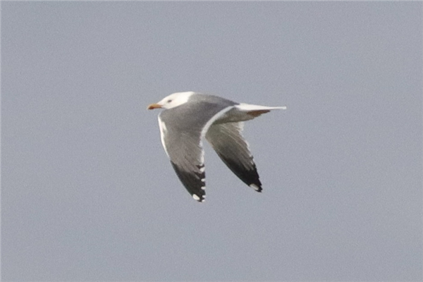 Yellow-legged Gull